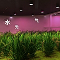 rice culture room agricultural sand table rice planting rapid breeding 3d model