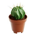 Green Spherical Cactus Plant With Sharp Spines In Brown Pot For Indoor Decor