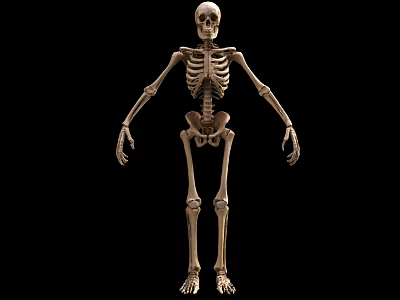 Detailed Human Skeleton 3D Model Against Black Background For Anatomy Study 3d model