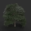 Lush Green Arbor With Dense Foliage And Strong Trunk Structure 3d model