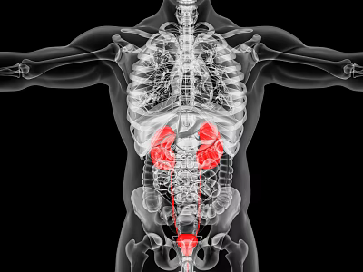 Medical Devices For 3D Human Anatomy Imaging With Highlighted Organs 3d model