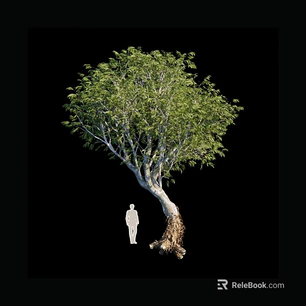 Tall Arbor With Lush Green Foliage Curved Trunk And Human Figure For Scale 3d model 