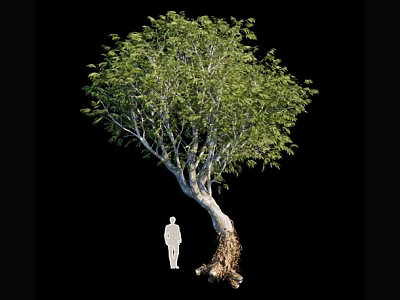 Tall Arbor With Lush Green Foliage Curved Trunk And Human Figure For Scale 3d model