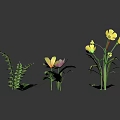 Colorful Assorted Plants Including Pink Lotus Yellow Flowers Ferns and Green Leaves