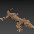 Detailed Brown Gecko Game and Movie Character 3D Model with Large Eyes on Black Background