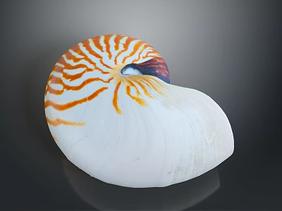 Nautilus Shell With Orange And White Stripes Spiral Shape Isolated On Gray Background 3d model