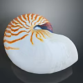 Nautilus Shell With Orange And White Stripes Spiral Shape Isolated On Gray Background 3d model