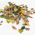 Colorful Autumn Leaves Scattered On White Wooden Background For Natural Decor