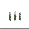 Three Tall Green Coniferous Spruce Trees With Dense Foliage And Shadow On Gray Background