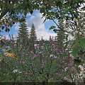 Vibrant Plant Combination with Purple Flowers White Blooms Yellow Blossoms Lush Green Foliage and Trees