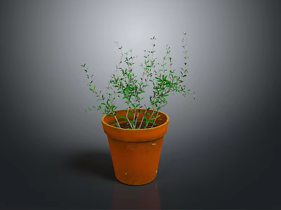 Potted Green Plant With Slender Branches In Terracotta Pot On Gray Background 3d model