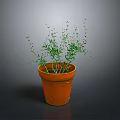 Potted Green Plant With Slender Branches In Terracotta Pot On Gray Background