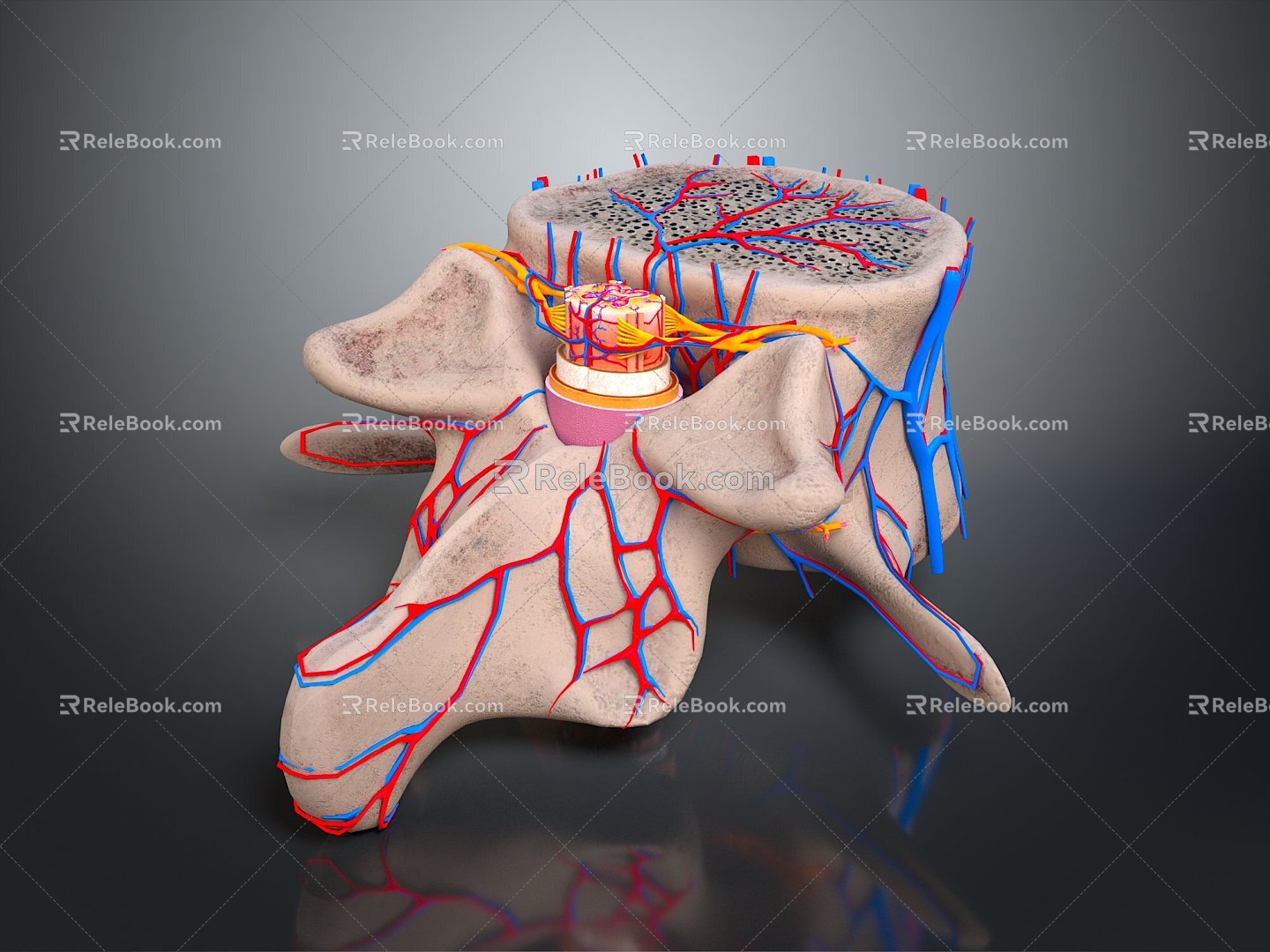 Spine vertebrae Cervical vertebrae Spine skeleton Human skeleton Skeleton model Human body Human body organ 3d model