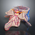 Medical Device Visualizing 3D Rendered Cervical Spine Anatomical Vascular and Bone Structures 3d model