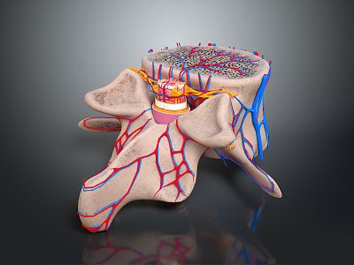 Spine vertebrae Cervical vertebrae Spine skeleton Human skeleton Skeleton model Human body Human body organ 3d model