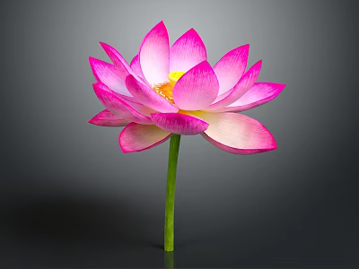 Beautiful Pink Lotus Flower with Vibrant Pink Petals and Green Stem on Gray Background 3d model