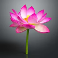 Beautiful Pink Lotus Flower with Vibrant Pink Petals and Green Stem on Gray Background