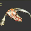 Lizard Anime Lizard Cartoon Lizard Reptile Cold Blooded Animal Reptile 3d model