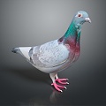 Pigeon Edible Pigeon Play Pigeon Racing Pigeon Military Pigeon Experimental Pigeon Wild Pigeon Rock Pigeon Raw Pigeon 3d model