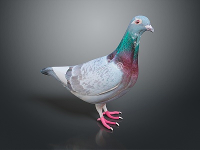 Pigeon Edible Pigeon Play Pigeon Racing Pigeon Military Pigeon Experimental Pigeon Wild Pigeon Rock Pigeon Raw Pigeon 3d model