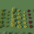 Various Shrubs With Different Colors Shapes And Foliage Displayed On Green Background