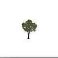 Lush Green Tree With Dense Foliage And Strong Trunk Isolated On White