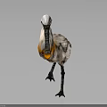White Bird With Orange Chest And Long Black Beak Standing On Dark Background