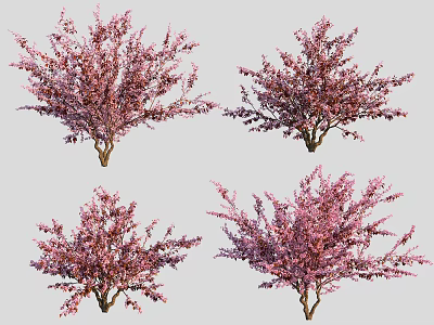 Four Different Pink Flowering Trees In Full Bloom With Lush Branches 3d model