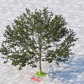 Tall Green Tree on Paved Surface with Person Measuring Its Trunk 3d model