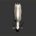 White and Light Brown Antelope with Long Curved Horns Standing Against Gray Background with Reflection