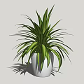 Bonsai Potted Plant With Green Slender Leaves In White Ceramic Pot