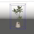 Bonsai Potted Plant in White Vase with Green Leaves and Simple Design