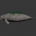 White Manatee With Green Algae On Back And Smooth Skin In Dark Background