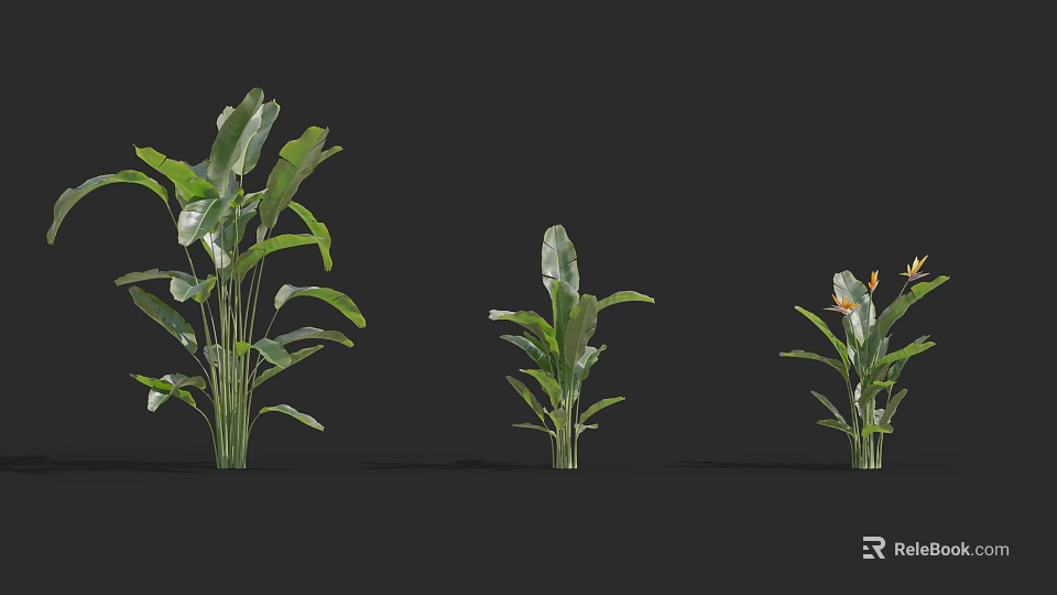 Three Different Sizes of Green Plants with Large Leaves and Yellow Flower 3d model 