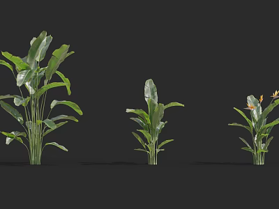 Three Different Sizes of Green Plants with Large Leaves and Yellow Flower 3d model