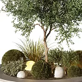 Olive Tree Bonsai Potted Plant With Round Shrubs Grass And Decorative Stones