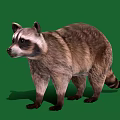 Realistic Raccoon Standing With Brown Gray Fur Isolated On Green Background
