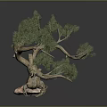 Bonsai Tree Featuring Curved Trunk Lush Green Foliage In Stone Pot With Pink White Texture