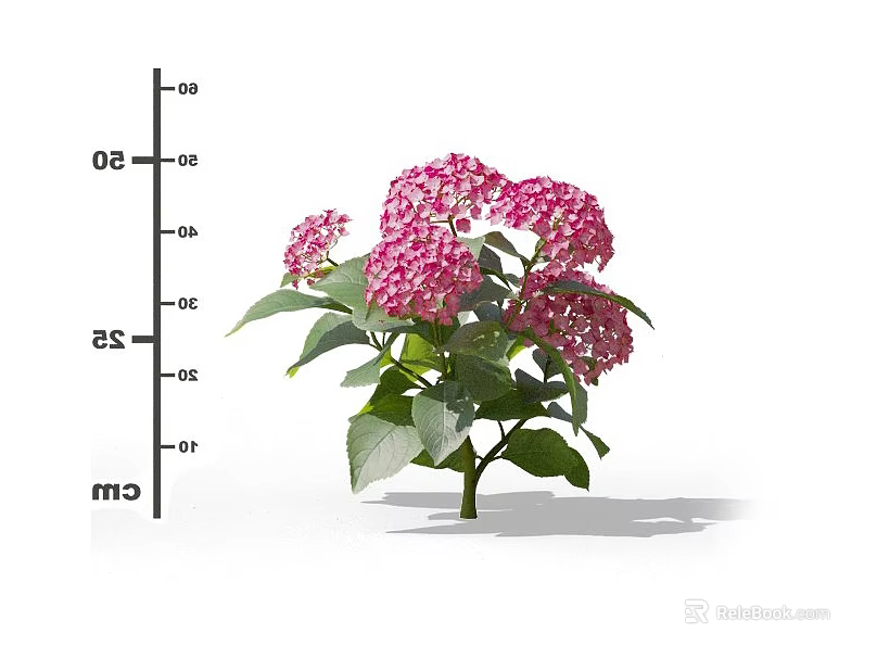 Pink Hydrangea Flower Plant With Green Leaves And Height Measurement In Cm 3d model 