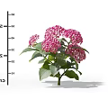 Pink Hydrangea Flower Plant With Green Leaves And Height Measurement In Cm