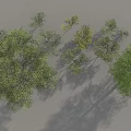 Diverse Arbor Trees Collection With Various Sizes Green Foliage And Heights
