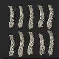Chest Organ Thoracic Spine Models Arranged For Anatomical Education And Study