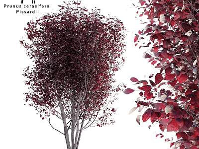 Artificial Prunus Cerasifera Pissardii Decorative Ornament Set With Red Leaves 3d model