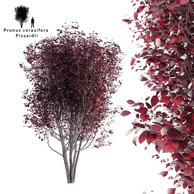 Artificial Prunus Cerasifera Pissardii Decorative Ornament Set With Red Leaves 3d model