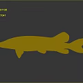 Brown Spotted Pike Fish With Orange Fins And Tail On Gray Background With Reflection