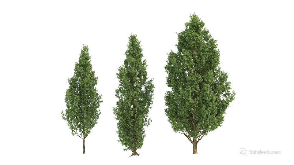 Three Different Sizes of Green Arbor Trees with Lush Foliage on White Background 3d model 