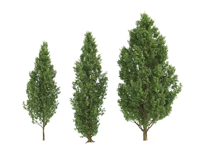 Three Different Sizes of Green Arbor Trees with Lush Foliage on White Background 3d model