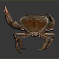 Brown crab with shiny exoskeleton and prominent claws isolated on gray background