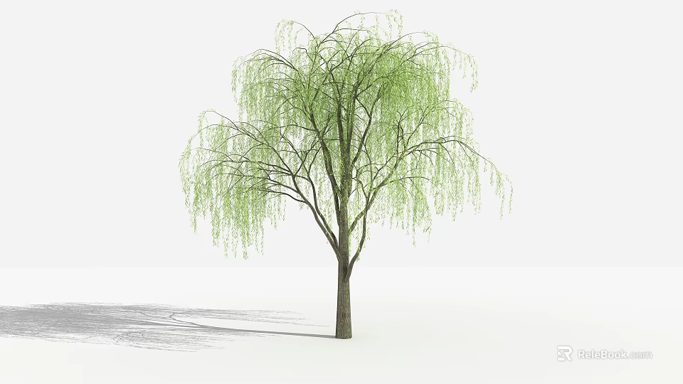 Weeping Willow Tree With Long Green Weeping Branches And Graceful Trunk In Natural Landscape 3d model 