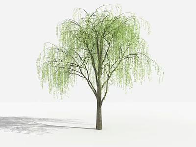 Weeping Willow Tree With Long Green Weeping Branches And Graceful Trunk In Natural Landscape 3d model
